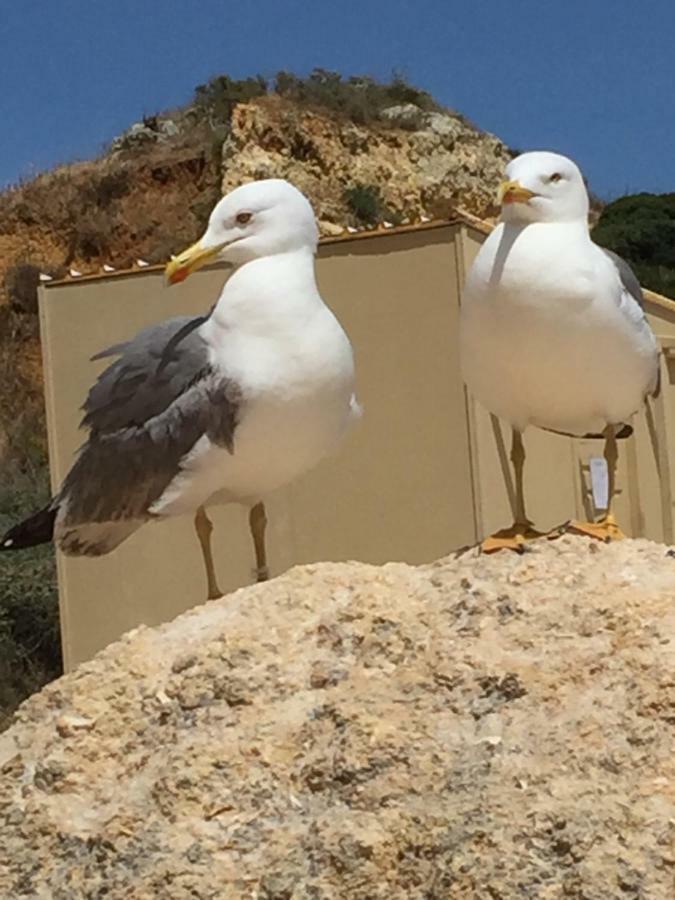 Apartment In Algarve,Βιλαμούρα Εξωτερικό φωτογραφία